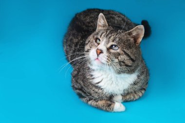 Yukarıdan Güçlü melez kedi, mavi arka planda yatıyor