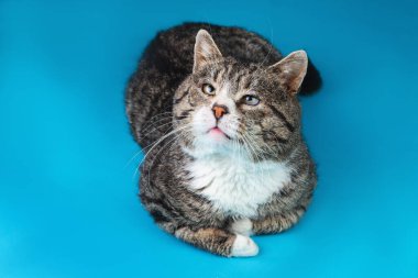 Yukarıdan Güçlü melez kedi, mavi arka planda yatıyor