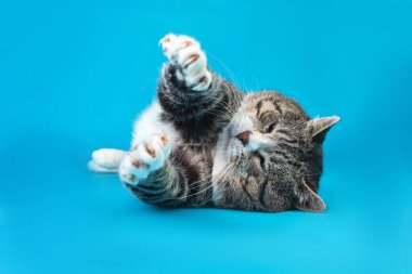 Neşeli yaşlı tekir kedi, mavi arka planda yatıyor.