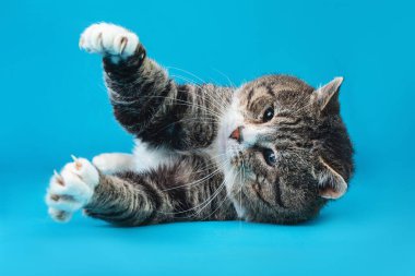 Neşeli yaşlı tekir kedi, mavi arka planda yatıyor.