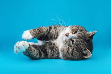 Neşeli yaşlı tekir kedi, mavi arka planda yatıyor.