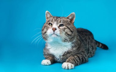 Neşeli yaşlı tekir kedi, mavi arka planda yatıyor.