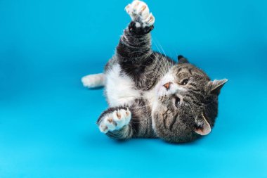 Neşeli yaşlı tekir kedi, mavi arka planda yatıyor.