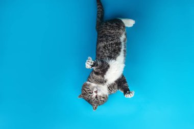 Yukarıdan, mavi arka planda uzanan neşeli yaşlı tekir kediden