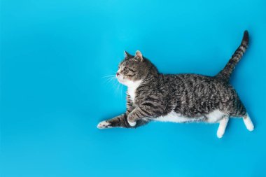 Yukarıdan, mavi arka planda uzanan neşeli yaşlı tekir kediden