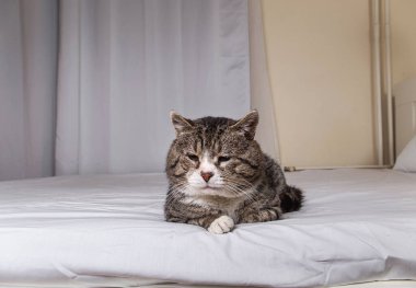 Sevimli, yaşlı, gözleri kapalı, beyaz çarşafa uzanmış, evde dinlenen bir kedi.