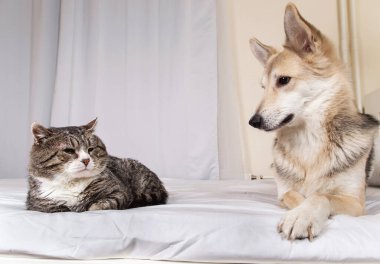 Yatak odasındaki beyaz çarşafla kaplı kediyi seyreden sevimli, oyuncu bir köpek.