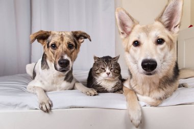 Sevimli, sakin, melez köpekler ve kedi oturma odasındaki beyaz çarşafta dinlenirken kameraya bakıyorlar.