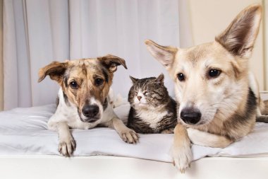 Sevimli sakin melez köpekler ve kedi oturma odasındaki beyaz çarşafın üzerinde dinleniyorlar.