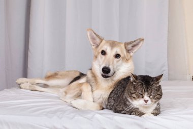 Sevimli heyecanlı melez köpek ve uyuyan kedi oturma odasındaki beyaz çarşafta dinleniyorlar.