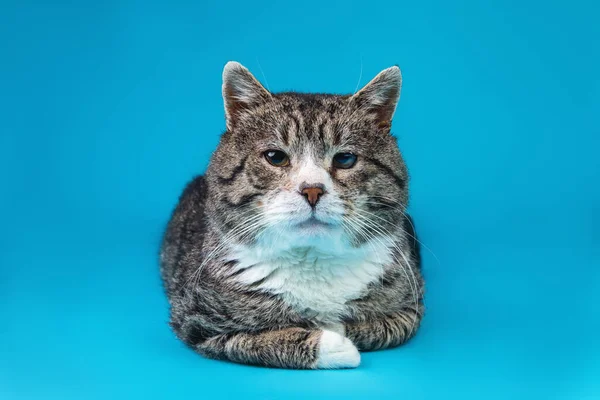 Strong old mixed breed cat, lying on blue background