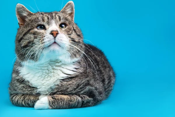 Güçlü melez kedi, mavi arka planda yatıyor.