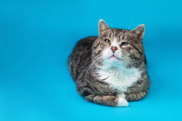 Stark Gammal Blandras Katt Liggande Blå Bakgrund — Stockfoto