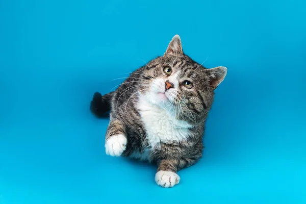 Strong old mixed breed cat, lying on blue background