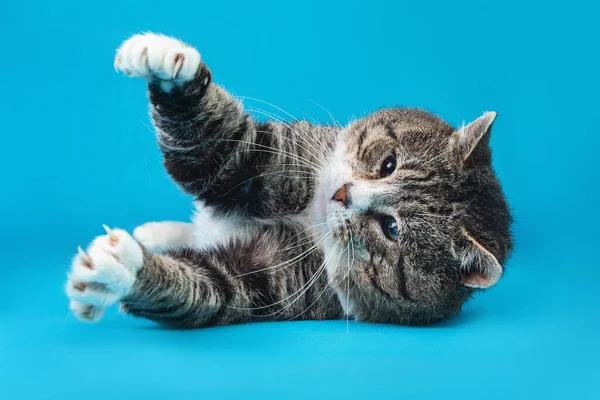 Neşeli yaşlı tekir kedi, mavi arka planda yatıyor.