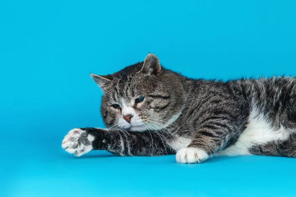 Neşeli yaşlı tekir kedi, mavi arka planda yatıyor.