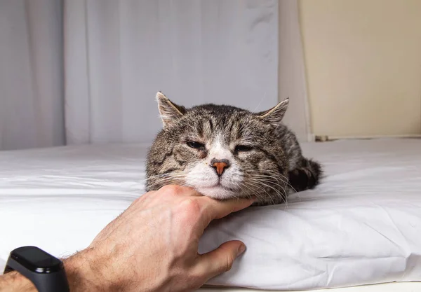 Faceless male owner patting cute elderly gray cat lying on bed covered white sheet at home