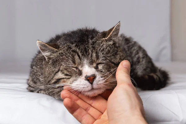 Faceless male owner patting cute elderly gray cat lying on bed covered white sheet at home