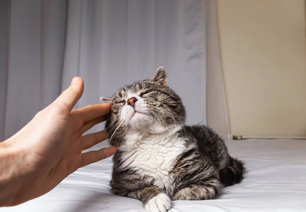 Faceless male owner patting cute elderly gray cat lying on bed covered white sheet at home