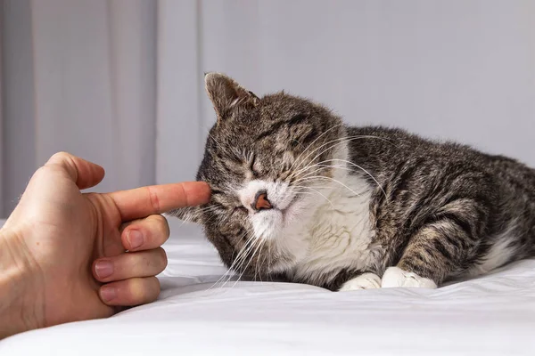 Yüzü olmayan erkek sahibi evde beyaz çarşafla kaplı yatağında uzanan sevimli yaşlı gri kediyi okşuyor.