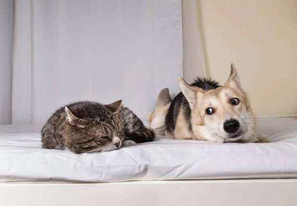 Cute playful dog looking at tranquil lying cat on covered with white sheet bed in bedroom