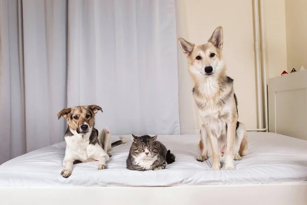 Adorável Tranquila Raça Mista Cães Gatos Olhando Para Câmera Enquanto — Fotografia de Stock