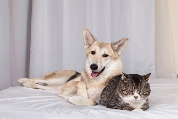 Adorable excited mixed breed dog and sleeping cat resting on bed covered white sheet in living room