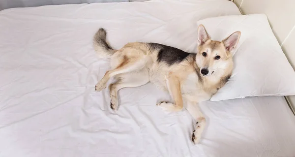 Cima Vista Jovem Cão Pastor Ter Uma Siesta Relaxante Cama — Fotografia de Stock