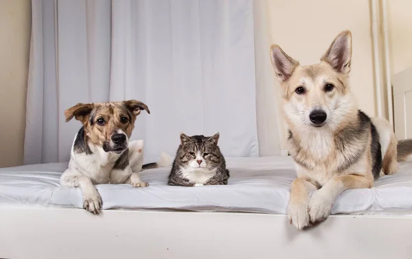 Αξιολάτρευτα Γαλήνια Μικτής Φυλής Σκυλιά Και Γάτα Κοιτάζοντας Κάμερα Ενώ — Φωτογραφία Αρχείου