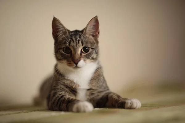 Chat Raye Assis Sur Un Canape Vert Dans La Chambre Chat Gris Avec De Beaux Motifs Le Chat Te Regarde Fixement Portrait Court Stock Photo Chat Raye Assis Sur Un Canape Vert Dans La Chambre Chat Gris Avec De Beaux Motifs Le Chat Te Regarde Fixement Portrait Court Stock Photo