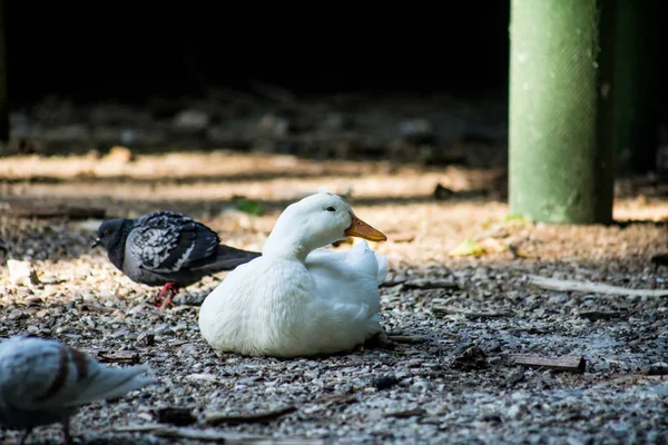 Pato Blanco Tendido Suelo Sombra — Foto de Stock