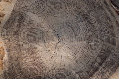 nice doku vererek kesilmiş gövde damarları