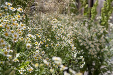 güzel renkli bahar çiçekleri