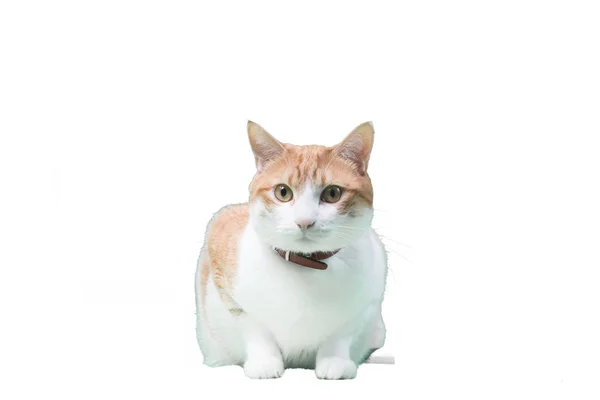 Picked Cat White Background — Stock Photo, Image