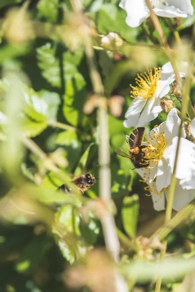 Abeja Recogida Polen Flores Blancas Bonitas —  Fotos de Stock