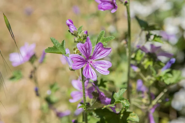 tarlada çiçekler güzel portreleri