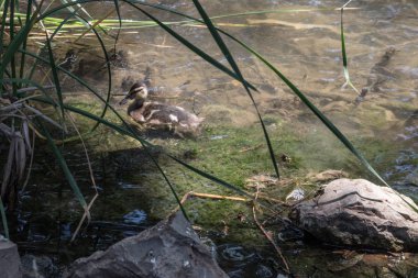 onların genç yüzme ile güzel vahşi ördek