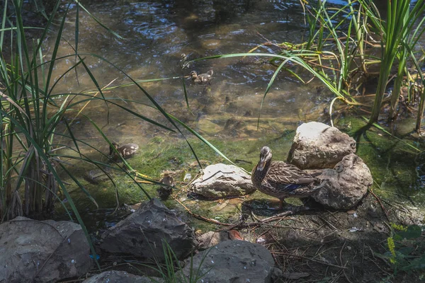 Beaux Canards Sauvages Avec Leurs Jeunes Nageurs — Photo