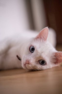 beyaz kedi yerde yatarken portresi