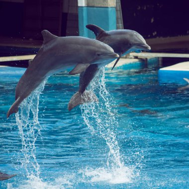 su sıçramasına bir sergide atlama yunus