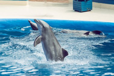 su sıçramasına bir sergide atlama yunus