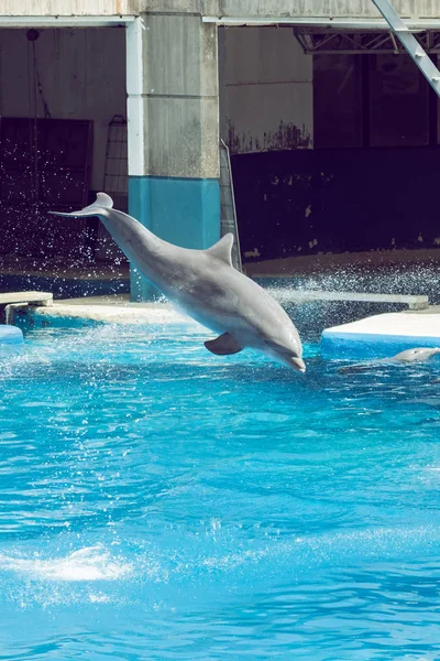 dolphin jumping in an exhibition splashing water