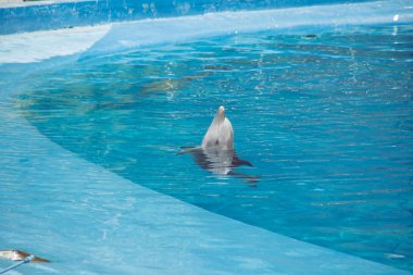 su sıçramasına bir sergide atlama yunus