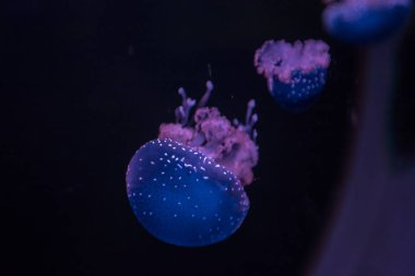 Güzel denizanası, denizanası neon ışık kova. Bir akvaryum corrals ve deniz fauna ile olun. Sualtı canlıları okyanus denizanası.