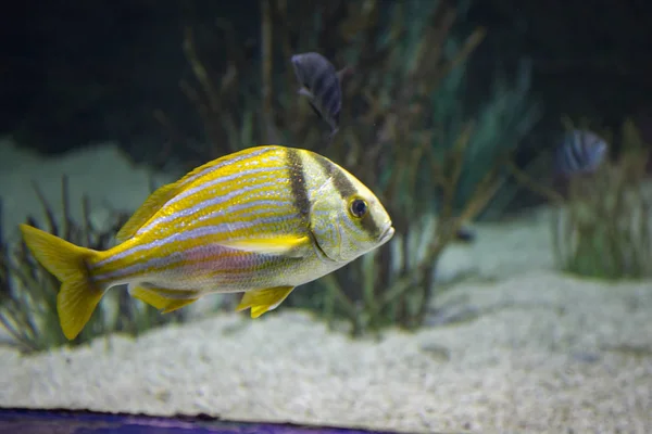 Barvy Krásné Tropické Ryby Slané Vody Akváriích — Stock fotografie