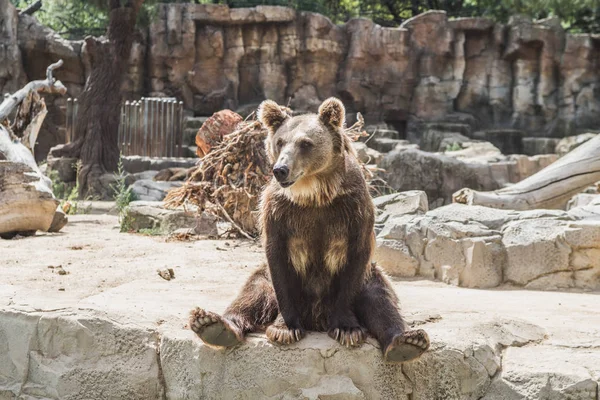 Lindo Oso Europeo Una Piedra Esperando Comida —  Fotos de Stock