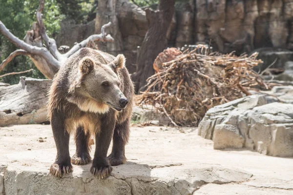 Lindo Oso Europeo Una Piedra Esperando Comida —  Fotos de Stock