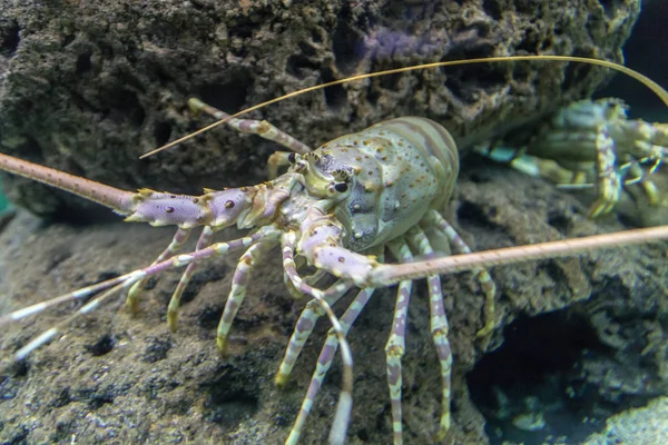 su altında renkli tropikal rock lobster,