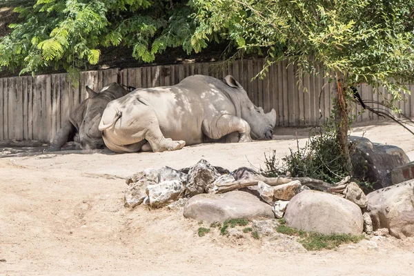 Witte Neushoorns Rusten Schaduw Van Een Boom — Stockfoto