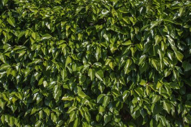 yaprakları bir çizgili duvar dokusu
